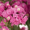 STATICE PINK GROWER BUNCH 